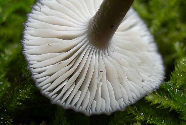 Camarophyllopsis atrovelutina  (Romagn.)  Argaud